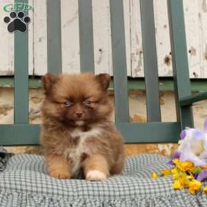 Brixton, Pomeranian Puppy